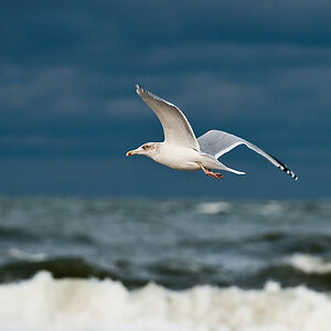 20091017 3093 [NIKON D700]   200 mm  1 640 Sek. bei ƒ   4,5