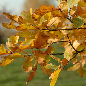 Herbst