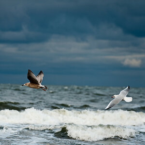 20091017 3129 [NIKON D700]   200 mm  1 500 Sek. bei ƒ   4,5