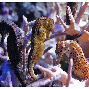 Aquarium