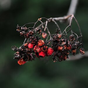 sorbus auc herbst09w3