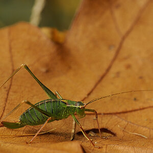 Heuschrecke im Herbst