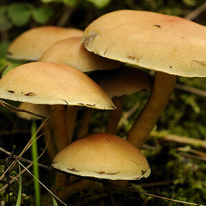 Pilze 2  17.10.09