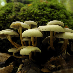 Pilze 17.10.09