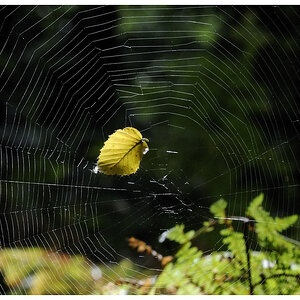 Spinnetz