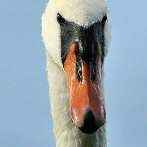 Schwan 500mm