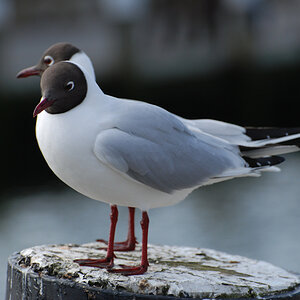 Möwe im Doppelpack