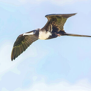 Bindenfregattvogel Galapagos.jpg