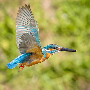 Eisvogel Indien.jpg