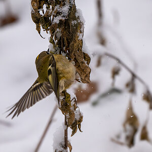 DSC_7912.jpg