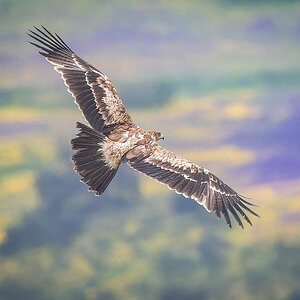 Iberienadler Spanien.jpg