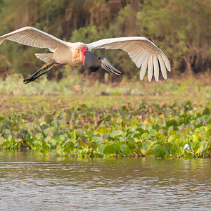 Jabiru Brasilien.jpg