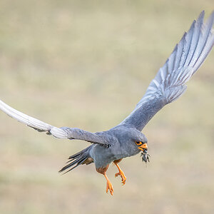 Rotfußfalke (Weibchen) Ungarn.jpg