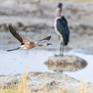 Zwergflamingo Namibia.jpg