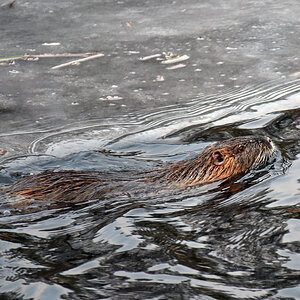 nutria_3.jpg