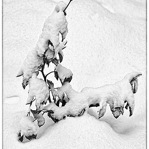 Schneebuche_BW.jpg