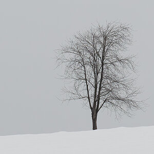 Baum.jpg