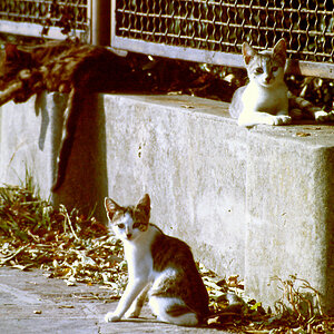 PICT1303.jpg