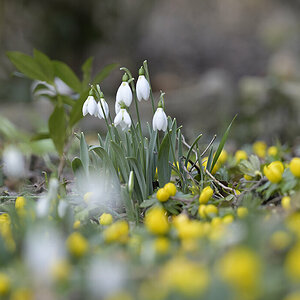 Winterling_Schneeglöckchen_ZF11357_24x14.jpg