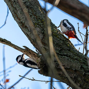 DSC_6231.jpg