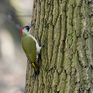 DSC_6594.jpg