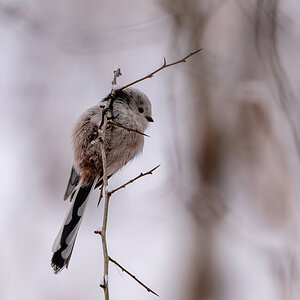 DSC_7784.jpg