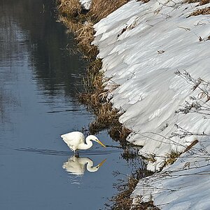 Silberreiher 3.jpg