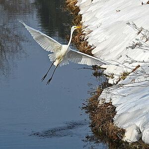Silberreiher Abflug.jpg