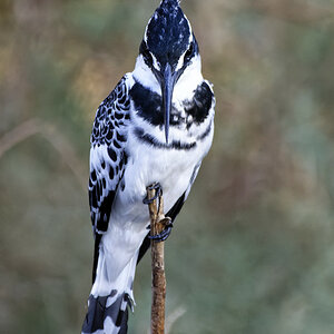 Graufischer (Ceryle rudis)