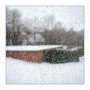 43/365 Birdy – White Winter Hymnal © 2026 Sabine Lommatzsch
