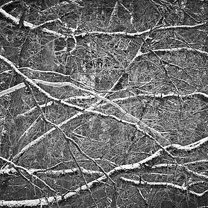 Schneeäste BW 1.jpg