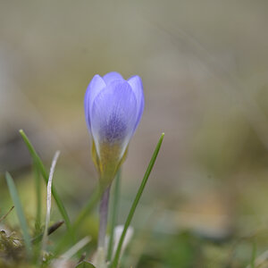 Frühblüher_Krokus_Z810549_13x20.jpg