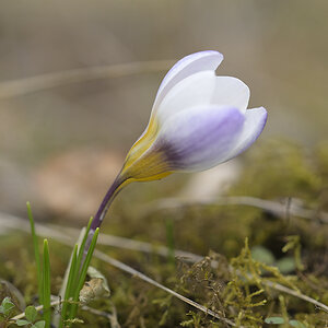 Frühblüher_Krokus_Z810550_13x20.jpg