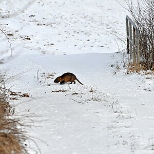 Nutria 1.jpg