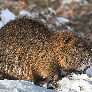 Nutria 2.jpg