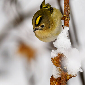 NZ9_3592_Wintergoldhähnchen IIA_2_2026.jpg