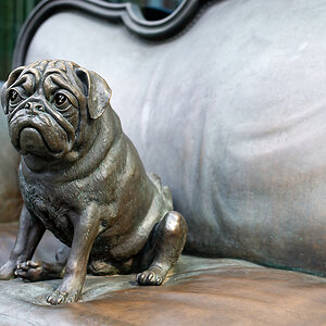 Mops.jpg