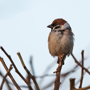 Sparrow1.jpg