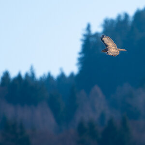 BIF Bussard.jpg