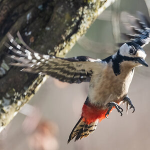 Specht im Flug.jpg