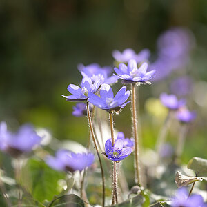 Leberblümchen_Z810569_16x24.jpg