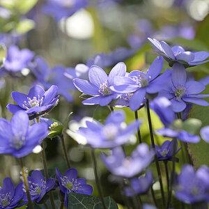 Leberblümchen_Z810571_16x24.jpg