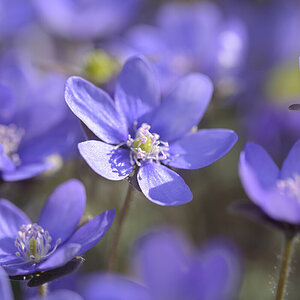 Leberblümchen_Z810572_16x24.jpg