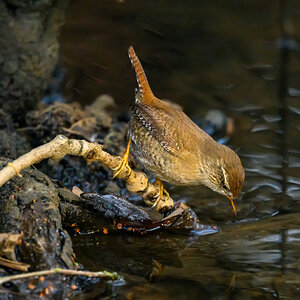 NZ9_3221_Zauni am Wasser_IA_1_2026.jpg