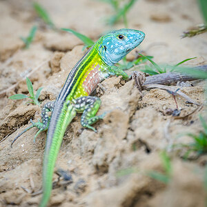 2026-02-26 005 Lizard.jpg