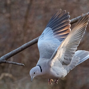 Taube_Abflug.jpg