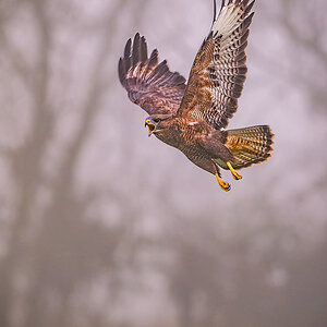 2025-11-09 036 Common Buzzard.jpg
