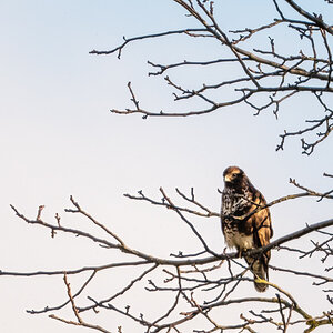 Buzzard.jpg