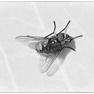 Fliege_BW.jpg
