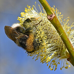 Pollenhummel.jpg
